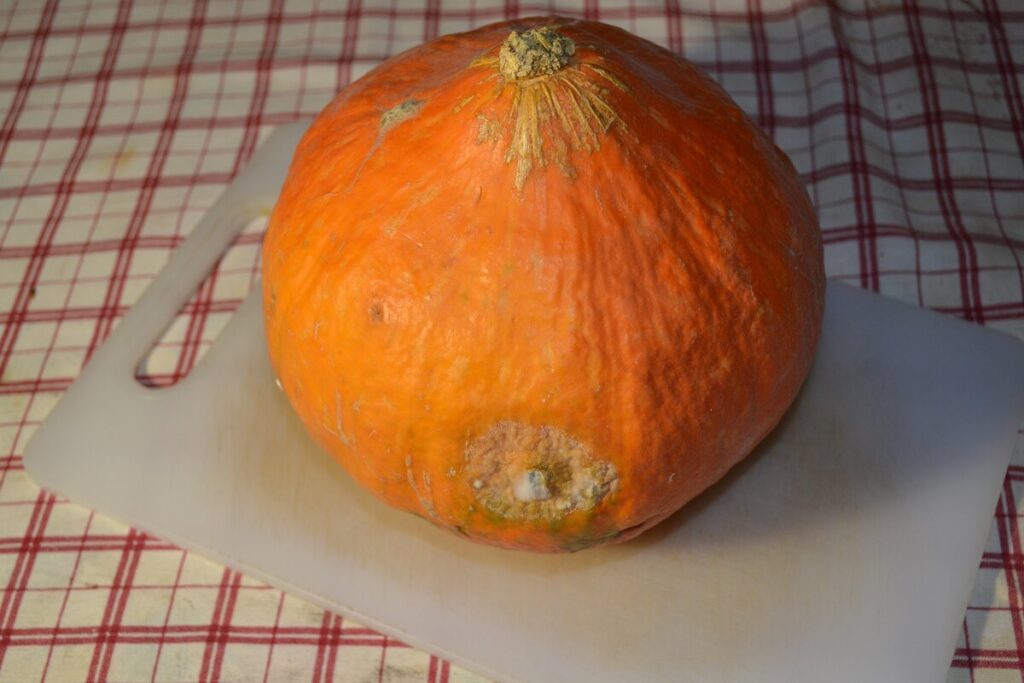 Fresh pumpkin perforated by ultrasonic vibration