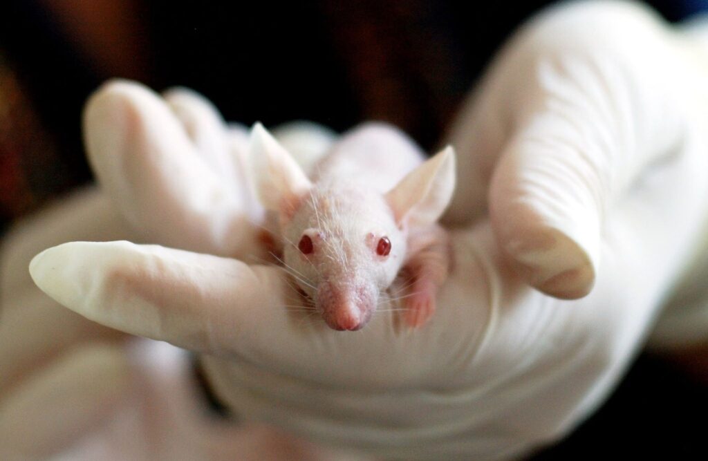 Guinea mouse on hand